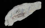 Cimolichthys (Cretaceous Fish) Vertebra - Kansas #61438-3